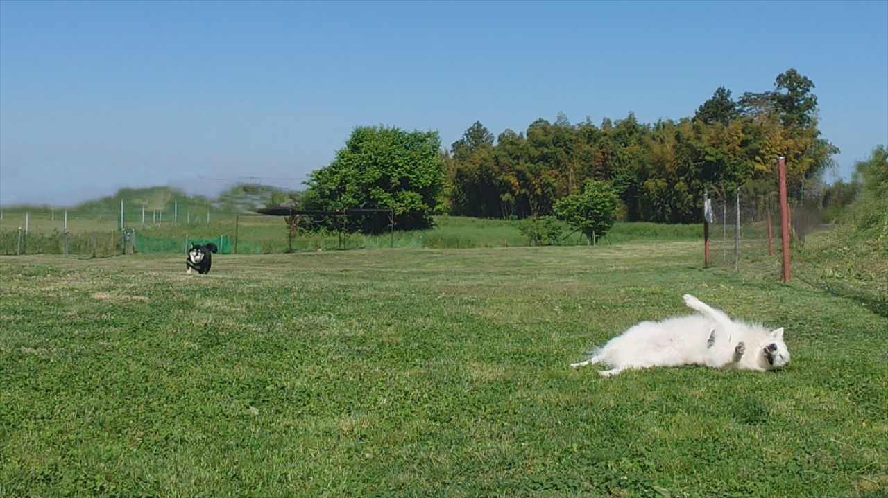 ドッグランを思い思いに満喫する愛犬たち。個性があらわれるその光景が話題に!