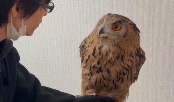「乗った方がいいの?」 確認するように見つめてくるフクロウがかわいすぎると話題に