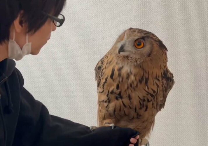 「乗った方がいいの？」 確認するように見つめてくるフクロウがかわいすぎると話題に