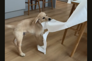 ゴールデンレトリバーの子犬がイタズラ開始！ペーパータオルをくわえると、しっぽを振りながら出発進行！！【海外・動画】
