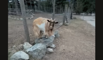 思わぬ展開に動揺?ヤギが石の上から飛び降りるのに失敗して・・!?【海外・動画】