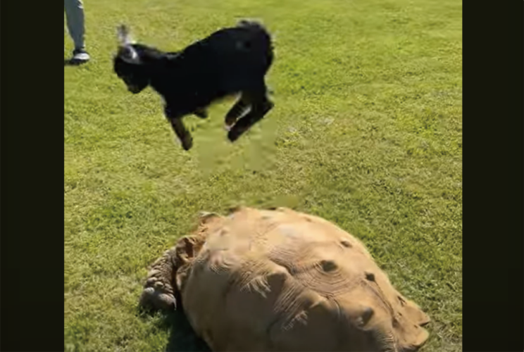 そこは岩じゃないよ！？ヤギの赤ちゃんが意気揚々とのぼったその場所・・大きなリクガメの甲羅の上！？【アメリカ・動画】