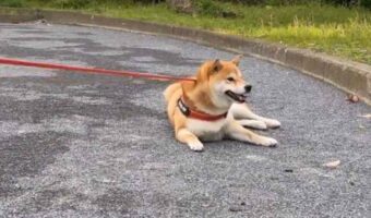 絶対に動かない!という強い意志を示す柴犬に反響「まだ遊びたそう」「跳ね起きでちょっと煽ってるのかわいい」