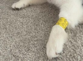 包帯巻いたらハスキー犬が！そのオーバーリアクションが話題に「この世の終わりの顔」「直視できない重症感」