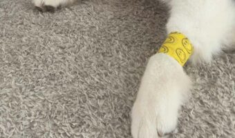 包帯巻いたらハスキー犬が!そのオーバーリアクションが話題に「この世の終わりの顔」「直視できない重症感」