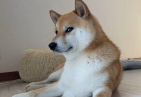 撮られていることに気付いて二度見してきた柴犬に「自然すぎて、もはや人」「二度見した後に少しキリッとしてる」