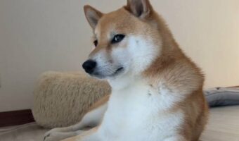 撮られていることに気付いて二度見してきた柴犬に「自然すぎて、もはや人」「二度見した後に少しキリッとしてる」