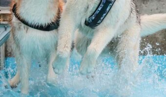 水遊びをしていたハスキー犬たち。2頭の表情に「その歯茎どうしたの?と言ってそう」「最高すぎる」