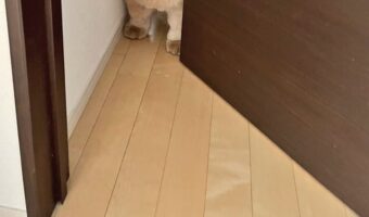 「見に来たらこうなっていた」チャウチャウの姿に「進むと余計挟まるやつ」「切ない目がかわいすぎる」