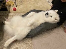 自分を小型犬だと思っている？甘えるサモエドがかわいすぎる！！