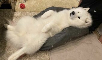自分を小型犬だと思っている?甘えるサモエドがかわいすぎる!!