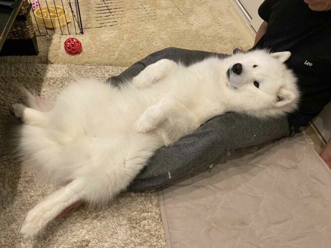 自分を小型犬だと思っている？甘えるサモエドがかわいすぎる！！