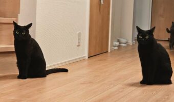 「コピペ・・・かな？」黒猫が分身しているような光景が話題に！