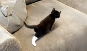 ソファを探索中の子猫。てちてち歩いていたら・・愛らしくもあるハプニングが!!【海外・動画】