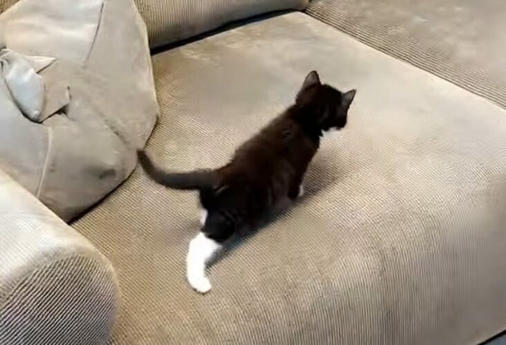 ソファを探索中の子猫。てちてち歩いていたら・・愛らしくもあるハプニングが！！【海外・動画】