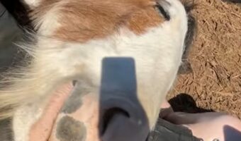 おねむなウマがお昼寝するのに選んだのは・・お世話してくれる女性のヒザの上ではなく!?