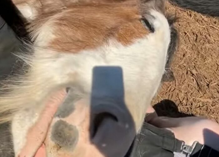 おねむなウマがお昼寝するのに選んだのは・・お世話してくれる女性のヒザの上ではなく！？