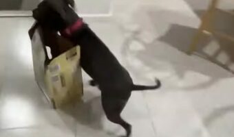 庭まで箱を運ぼうとする愛犬。だけどそれは・・空箱じゃないの！！【海外・動画】