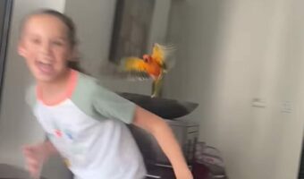 仲良く遊ぶ女の子と小鳥。お家の中でかくれんぼ!!【アメリカ・動画】