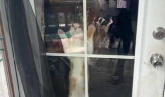 外に出してと猛アピール?ネコがドアの前でジャンプ!何度もジャンプ!!【アメリカ・動画】