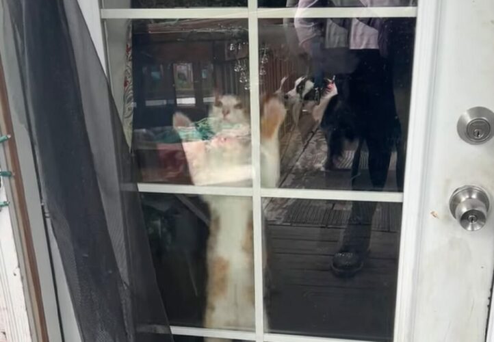 外に出してと猛アピール？ネコがドアの前でジャンプ！何度もジャンプ！！【アメリカ・動画】