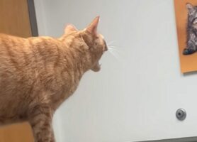 子ネコが病院で警戒中？その視線の先には・・！！【アメリカ・動画】