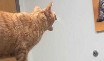 子ネコが病院で警戒中?その視線の先には・・!!【アメリカ・動画】