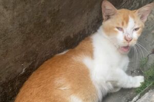 冷やしネコはじめました？側溝で寝そべるネコ【海外・動画】