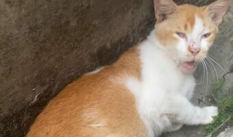 冷やしネコはじめました？側溝で寝そべるネコ【海外・動画】