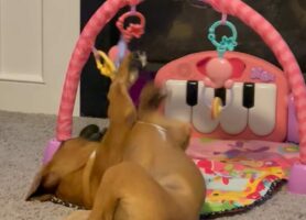 子犬も夢中になるほど楽しいオモチャ？ボクサー犬が遊んでいるのは・・ベビージム！！【アメリカ・動画】