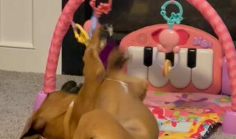 子犬も夢中になるほど楽しいオモチャ？ボクサー犬が遊んでいるのは・・ベビージム！！【アメリカ・動画】