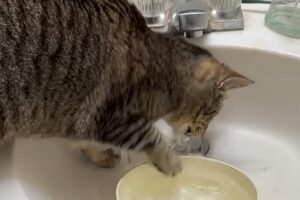 ボウルにおててを伸ばすネコ。ボウルの水を捕まえようとチャレンジ中？【アメリカ・動画】