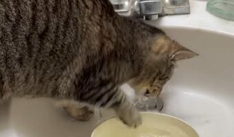 ボウルにおててを伸ばすネコ。ボウルの水を捕まえようとチャレンジ中？【アメリカ・動画】
