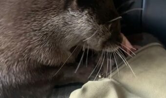 イタズラに励むカワウソたち。飼い主さんのバッグを物色しているけど・・何か見つけられるかな?【海外・動画】
