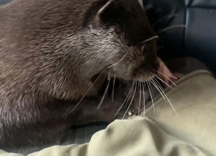 イタズラに励むカワウソたち。飼い主さんのバッグを物色しているけど・・何か見つけられるかな？【海外・動画】
