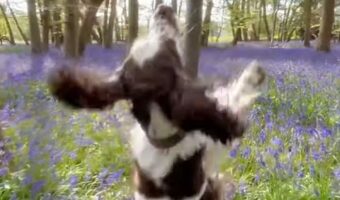 ごきげんでルンルン！ブルーベルのお花畑をぴょんぴょん跳ねながらおさんぽするイングリッシュ・スプリンガー・スパニエル【海外・動画】