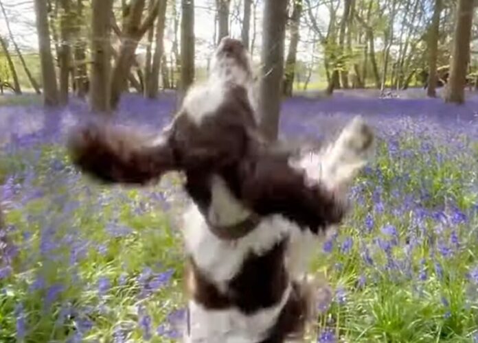 ごきげんでルンルン！ブルーベルのお花畑をぴょんぴょん跳ねながらおさんぽするイングリッシュ・スプリンガー・スパニエル【海外・動画】
