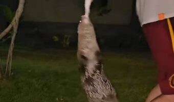 宙ぶらりんになってもはなさない！元気なカワウソがタオルに喰いついてグ～ルグル！！【海外・動画】