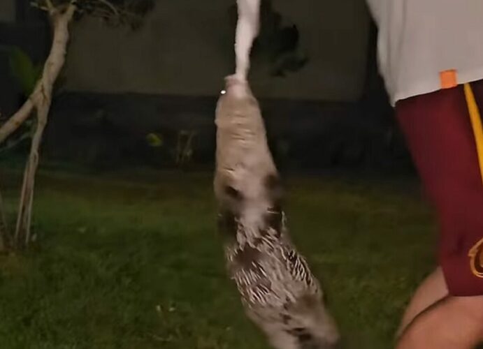 宙ぶらりんになってもはなさない！元気なカワウソがタオルに喰いついてグ～ルグル！！【海外・動画】