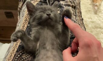 ぐっすり眠るかわいい子猫。ナデナデされてもおててをぴょこぴょこイタズラされても起きる気配はありません!!【アメリカ・動画】