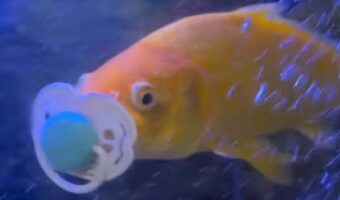 一体なんで！？水槽の中で魚が・・おしゃぶりをくわえてる！！
