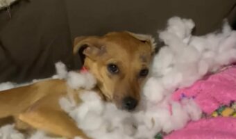 イタズラしてご満悦？愛犬が埋もれているのは・・壊したソファの綿の海！！【海外・動画】