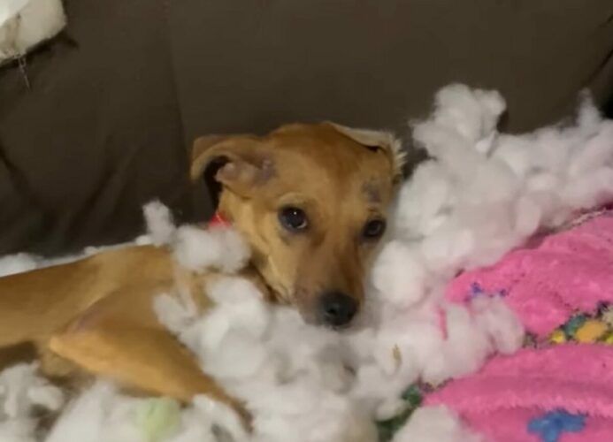 イタズラしてご満悦？愛犬が埋もれているのは・・壊したソファの綿の海！！【海外・動画】