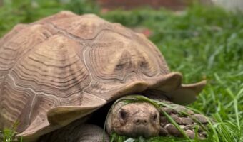 マイペースな食いしん坊!リクガメがゆっくりモグモグしながら芝刈り中【アメリカ・動画】