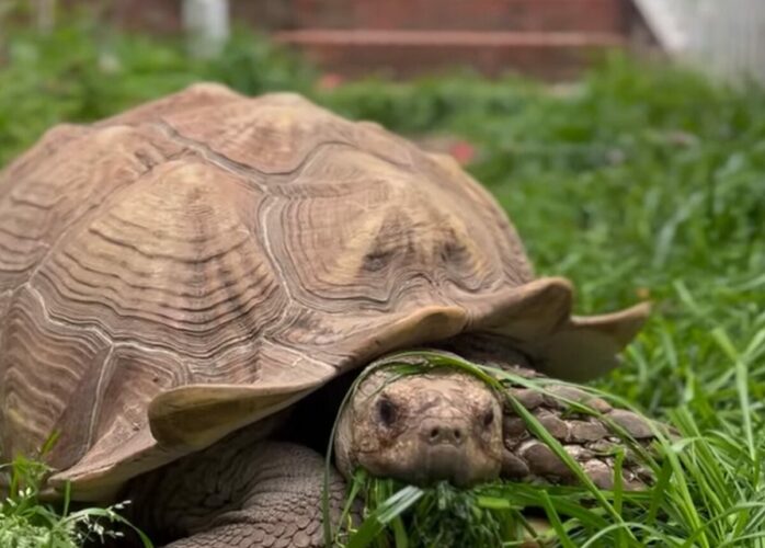 マイペースな食いしん坊！リクガメがゆっくりモグモグしながら芝刈り中【アメリカ・動画】