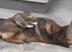 寝ているイヌの背中にちょこん。ネコはふみふみマッサージ中！！