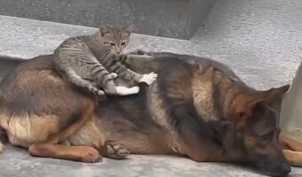 寝ているイヌの背中にちょこん。ネコはふみふみマッサージ中！！