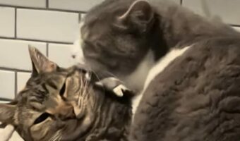 ペロペロと一生懸命グルーミングしているネコ。だけど熱中しすぎだったみたい？？【アメリカ・動画】