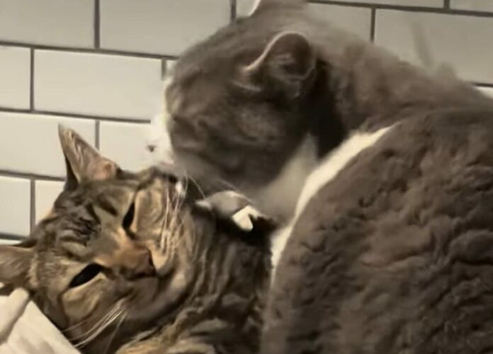 ペロペロと一生懸命グルーミングしているネコ。だけど熱中しすぎだったみたい？？【アメリカ・動画】