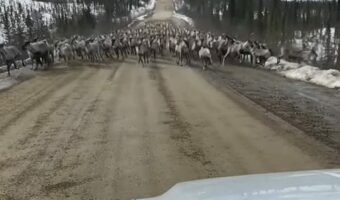 道の向こうから対向車？いいや、トナカイが群れでやって来た！？【アメリカ・動画】